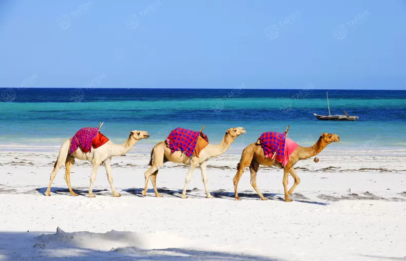رحله عيد الاضحى 